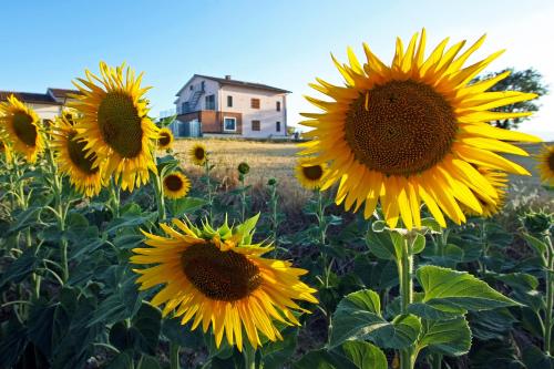  La Collina del Girasole in Montecastrilli