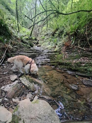 Casa Rural Gaztandizabal in Aia