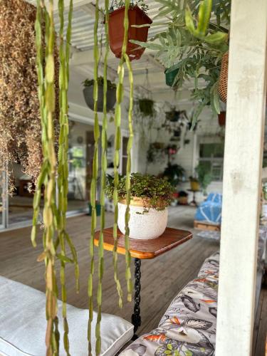 Lucky house, Auckland (fotografie 9)