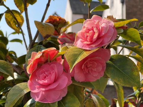 St Chad's College St Chad's College