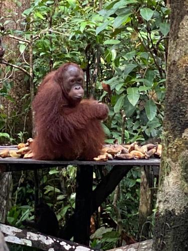 Orangutan Kelotok Houseboat
