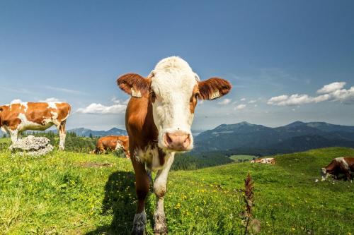 Ferienwohnungen am Alpenrand