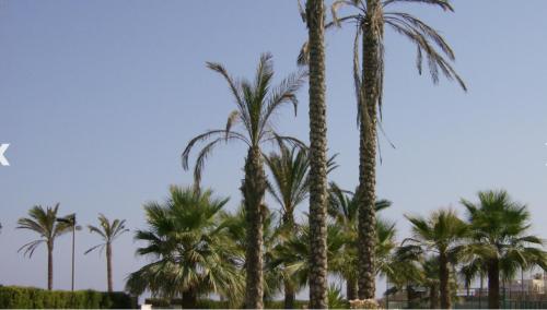 Ático en primera línea de Playa Faro