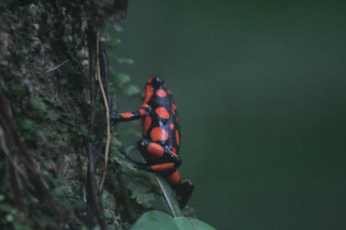 La Aldea del Primitivo