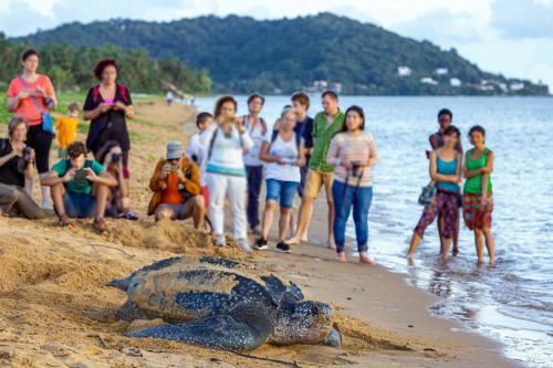 ชายหาด, Le petit marin des salines à 0 metre de la plage (Le petit marin des salines a 0 metre de la plage) in เรอมีร์-มงโฌลี