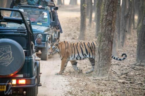 Wildlife Resort Jim Corbett