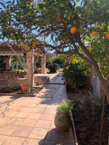 La maison de Suzy - Location saisonnière - Saint-Tropez