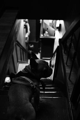 Boutique Hotel & Restaurant Frenchie 3