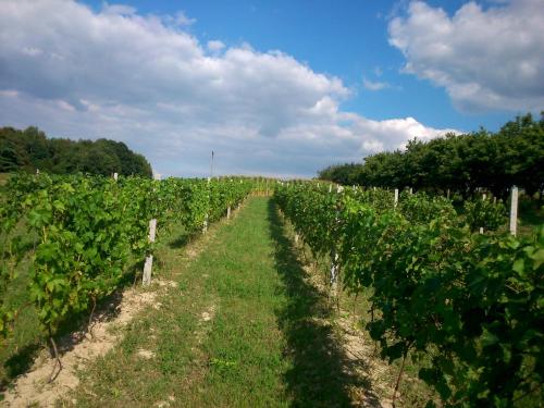 Apkārtne, Domek na Winnicy Zagrabie in Chrosna