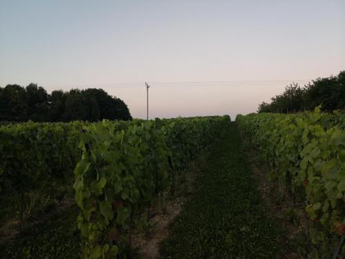 Apkārtne, Domek na Winnicy Zagrabie in Chrosna
