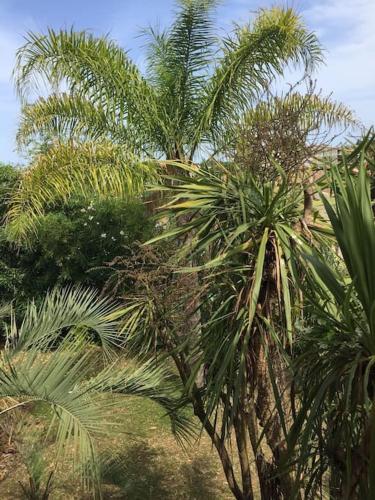 Mare è Monte , jardin méditerranéen et exotique.