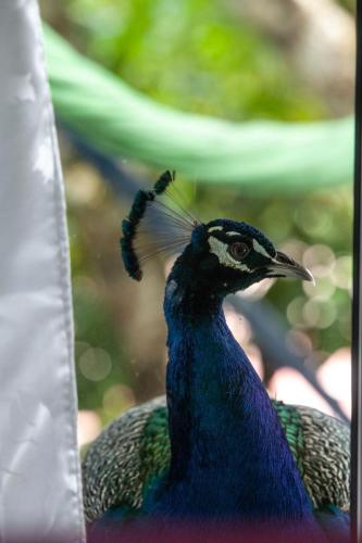 Colores de la Sierra