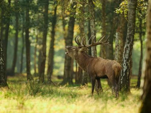 Gîte entre monts du Cantal et gorges de la Truyère avec piscine, terrasse et accès PMR - FR-1-742-455 Gîte entre monts du Cantal et gorges de la Truyère avec piscine, terrasse et accès PMR - FR-1-742-455