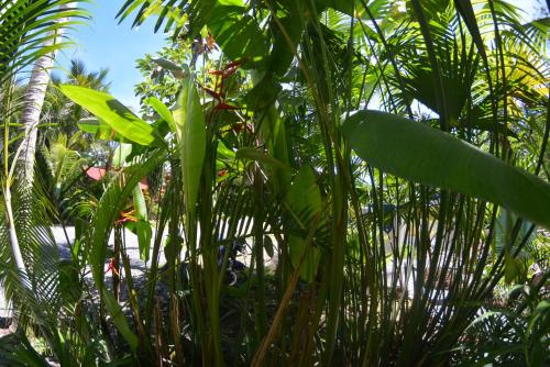 Hotel Swell Pavones - image 3