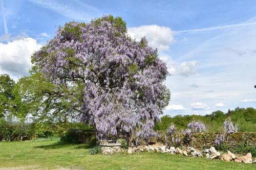 Le Clos Crista Galli