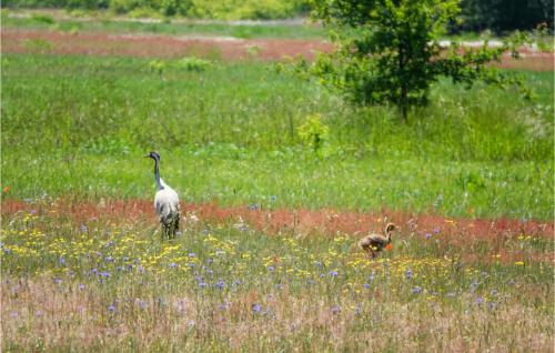 Lovely Home In Zerpenschleuse With Wifi Lovely Home In Zerpenschleuse With Wifi