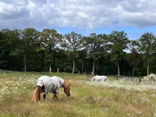 Bed and Breakfast De Paalberg in Hoenderloo