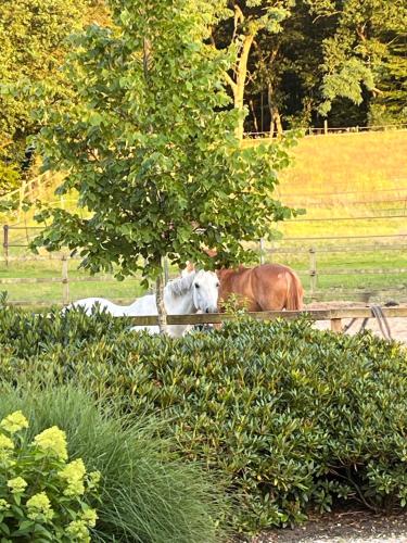 Bed and Breakfast De Paalberg in Hoenderloo
