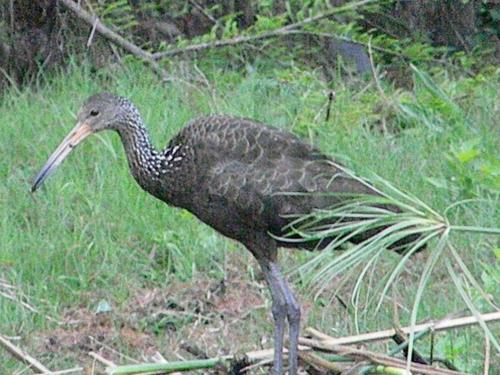 Sen de campo: viví la naturaleza