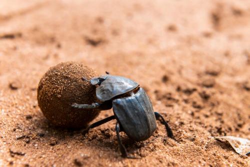 Leopard Walk Lodge Leopard Walk Lodge