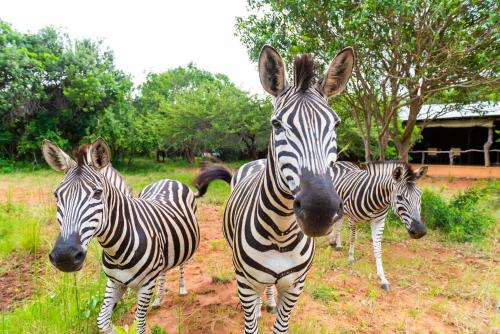 Leopard Walk Lodge Leopard Walk Lodge