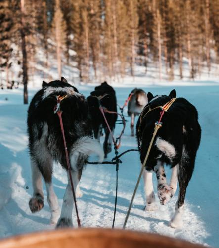 Attractions, Highland Lodge Fjellandsby in Geilo