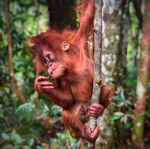 Tereking the life Orangutan