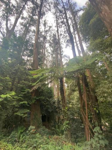 Sassafras Treehouse Private home in the Dandenong Ranges, Victoria