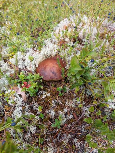 Ferienhaus Segenas Schweden in Backa