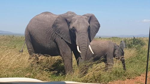 Kitumo Mara Lodges