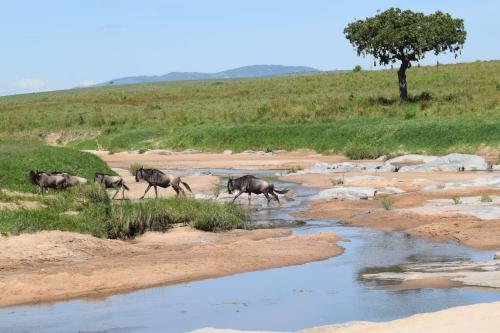 Kitumo Mara Lodges