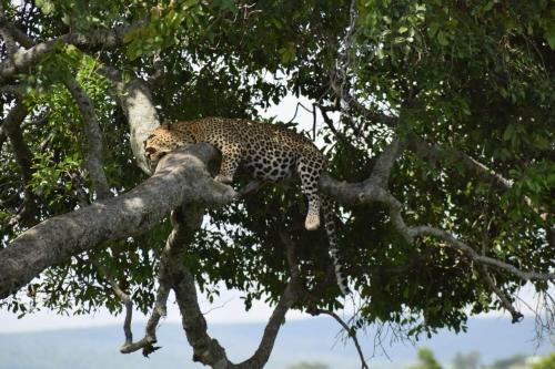 Kitumo Mara Lodges