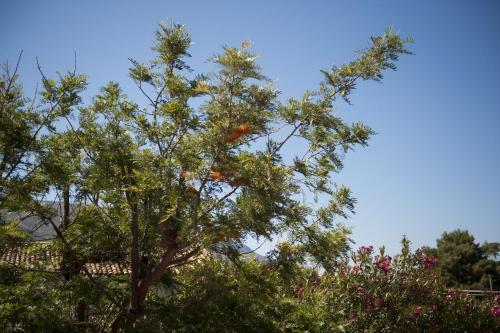 Baglio Buccellato - image 13