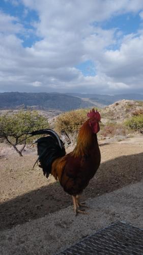 El Nogalito Mina Clavero