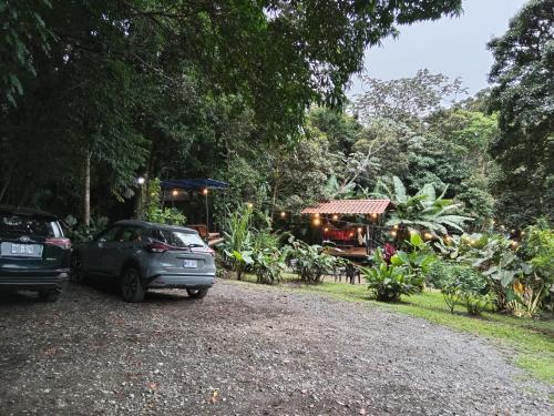 Jungle Living Tree Houses