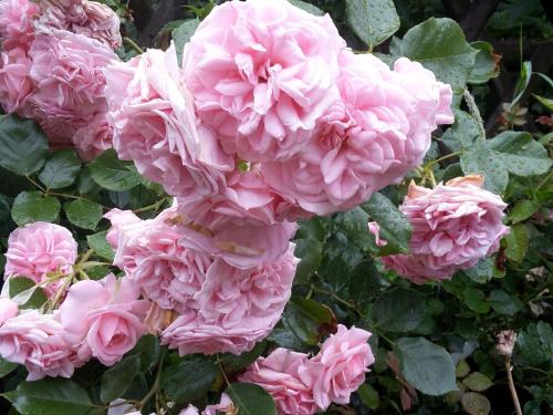 Rosenhof Broggingen Rosenhof Broggingen