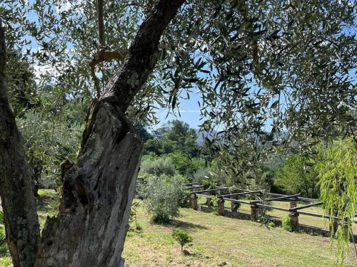 Podere il Giardino - Casa vacanza in casale tipico toscano, con parco e piscina - Lucca