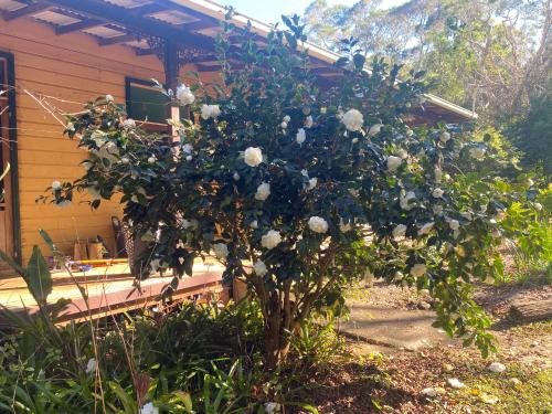 Freida - Historic Farmhouse Bellingen