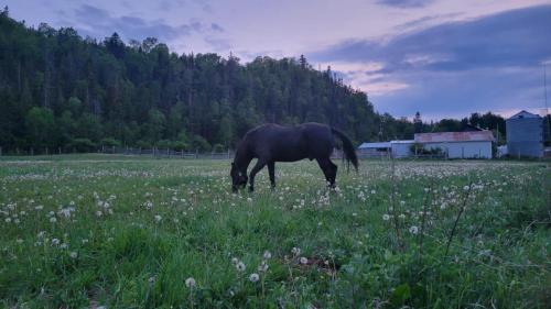 Jolie maison sur notre ranch in Sacré-Coeur (QC)