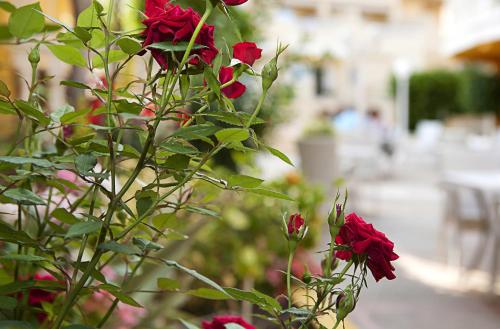 Hotel Cupidor - image 8