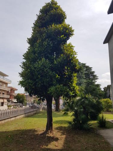 La Magnolia in San Giorgio A Liri