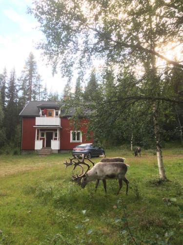Sågen - Great wildlife, no neighbours, large house