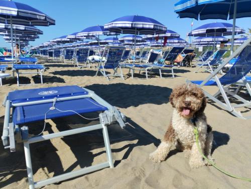 Casa per ferie Il Pioppo – Marina di Massa, WI