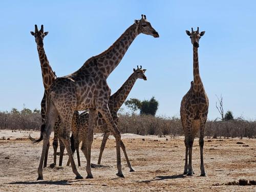 Xhabe Safari Lodge Chobe