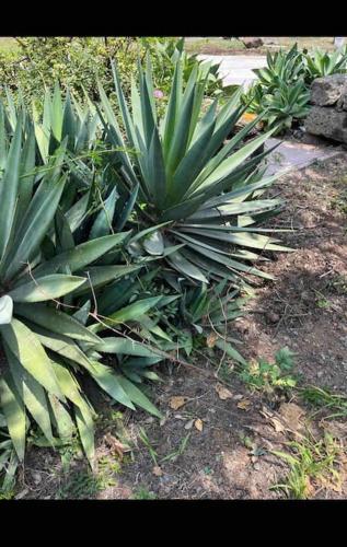  Villa Donna Elena in Pantelleria