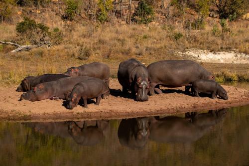 Elephants Crossing