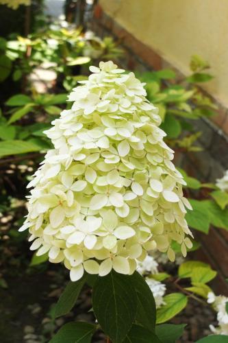 Muskátli Vendégház