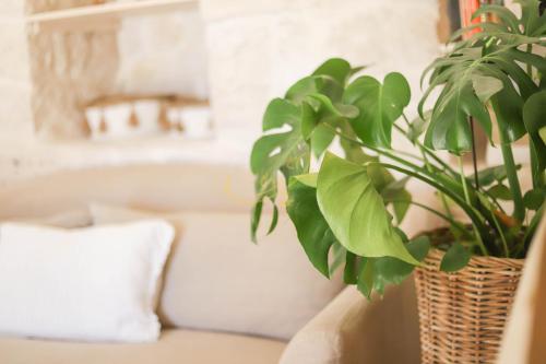 Trulli & Dimore - I Trulli di Carole - image 5