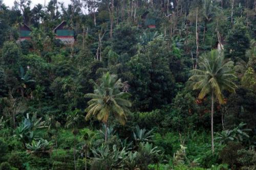 Grassroots Wayanad Hotel