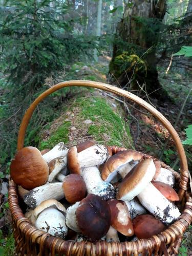 Bližnja okolica, Poilsis Dumblio telmologiniame draustinyje in Labanoras